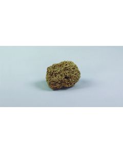 Eponge de mer nettoyage peinture